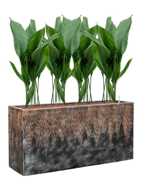 Aspidistra elatior in Baq Luxe Lite Universe Comet, 29284 - Foto 72834