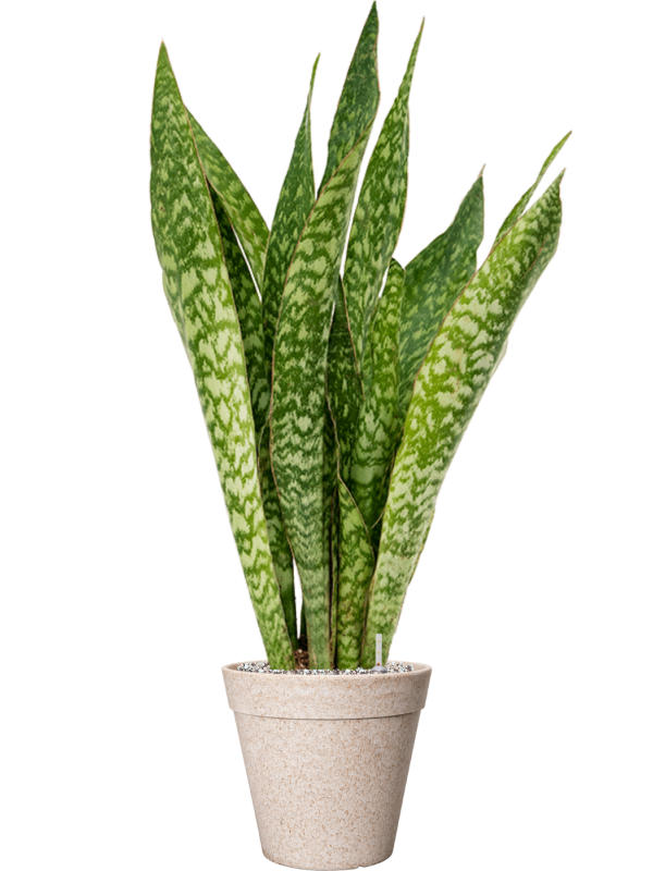 Sansevieria masoniana 'Dragon' in Fibrics Bamboo - Foto 72844