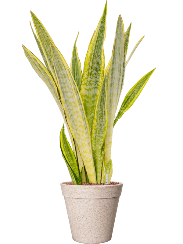 Sansevieria trifasciata 'Lauren' in Fibrics Bamboo - Foto 72856