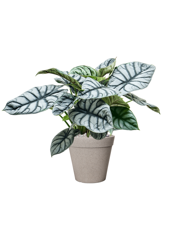 Alocasia 'Silver Dragon' in Fibrics Bamboo, 29306 - Foto 72869