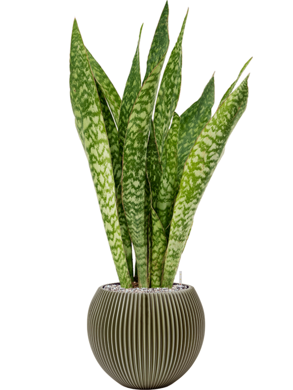 Sansevieria 'Dragon' in Capi Nature Groove Special, 29316 - Foto 72905