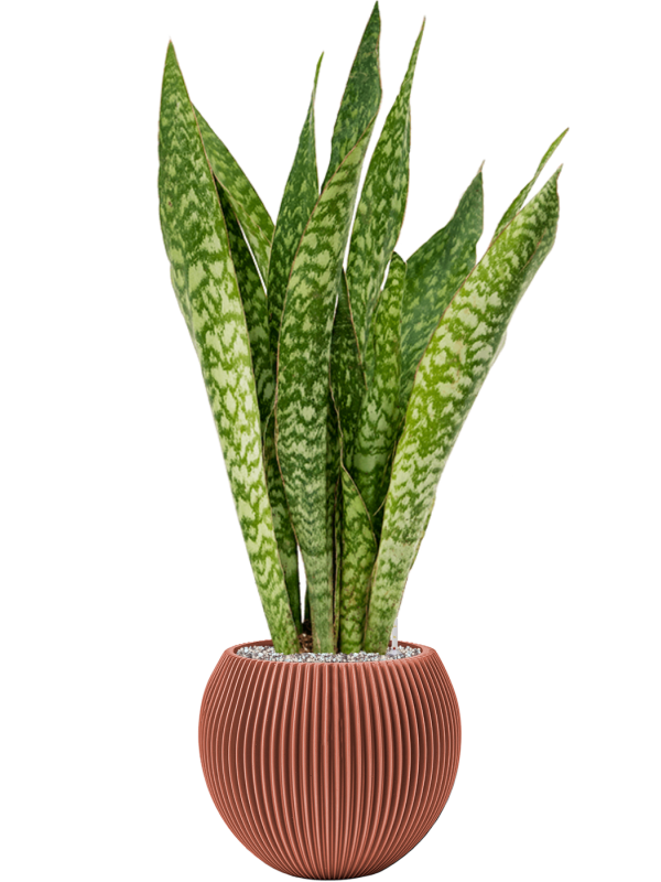 Sansevieria 'Dragon' in Capi Nature Groove Special - Foto 72908