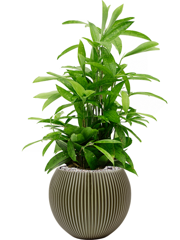 Dracaena surculosa in Capi Nature Groove Special - Foto 72925