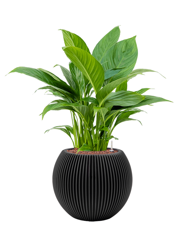 Spathiphyllum 'Gokyo' in Capi Nature Groove, 29327 - Foto 72941