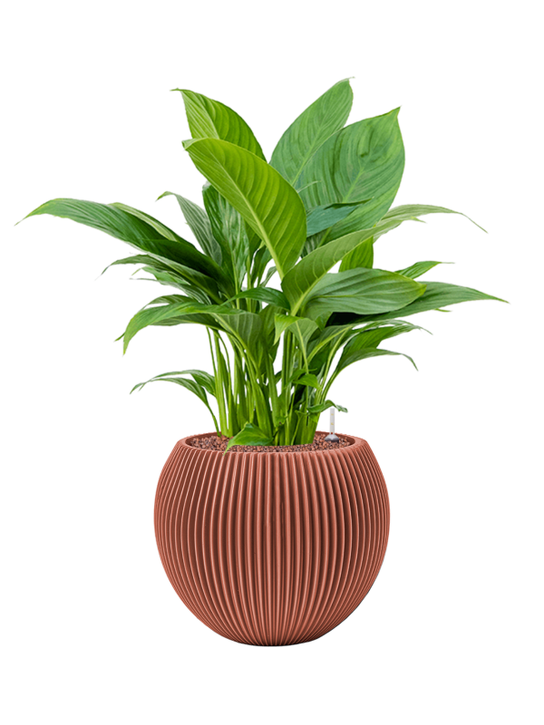 Spathiphyllum 'Gokyo' in Capi Nature Groove Special, 29328 - Foto 72944