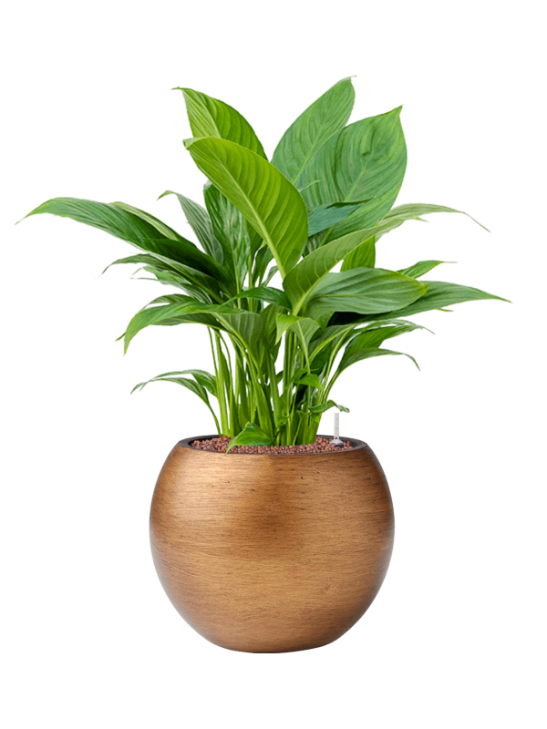 Spathiphyllum 'Gokyo' in Capi Lux Retro - Foto 72947