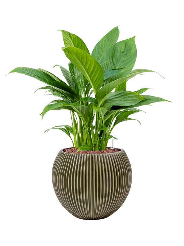 Spathiphyllum 'Gokyo' in Capi Nature Groove Special, 29330 - Foto 72950