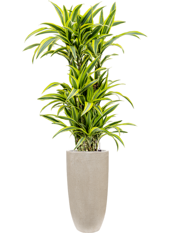 Dracaena fragrans 'Lemon Lime' in Baq Raindrop, 29360 - Foto 73076