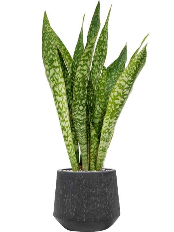 Sansevieria masoniana 'Dragon' in Baq Raindrop, 29372 - Foto 73122