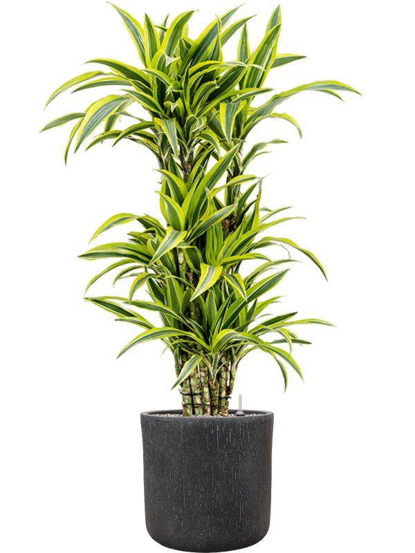 Dracaena fragrans 'Lemon Lime' in Baq Raindrop, 29395 - Foto 73203