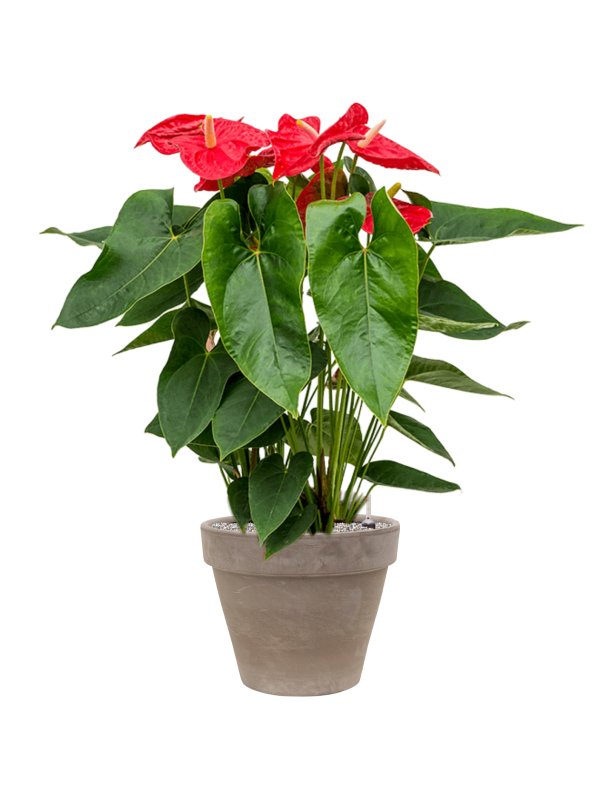 Anthurium andraeanum 'Dakota' in Terra Cotta - Foto 73316