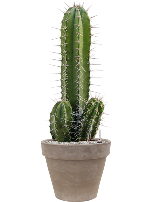 Pachycereus 'Pecten Aboriginum' in Terra Cotta - Foto 73322