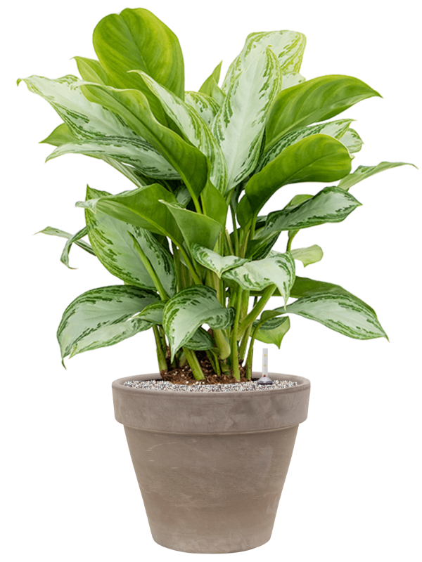 Aglaonema 'Silver Bay' in Terra Cotta, 29439 - Foto 73328