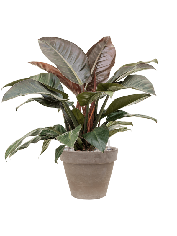 Philodendron `Imperial Red' in Terra Cotta - Foto 73335