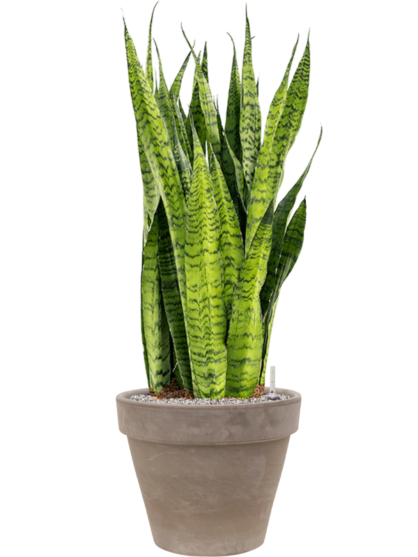 Sansevieria zeylanica in Terra Cotta, 29444 - Foto 73345