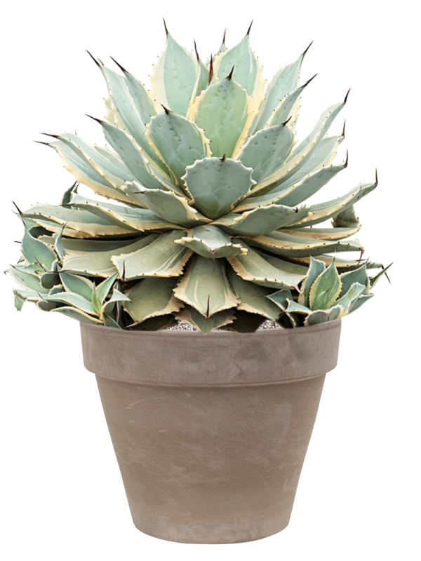 Agave potatorum 'Eye Scream' in Terra Cotta - Foto 73352