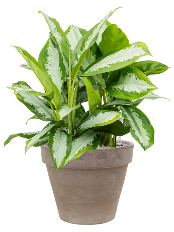 Aglaonema 'Diamond Bay' in Terra Cotta - Foto 73361