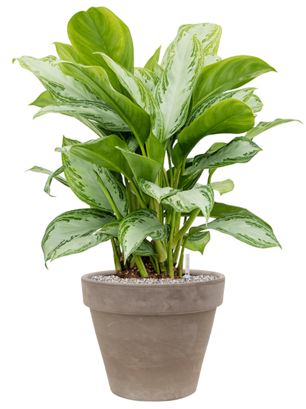 Aglaonema 'Silver Bay' in Terra Cotta, 29452 - Foto 73372