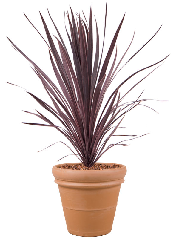 Cordyline australis 'Black Night' in Terra Cotta, 29463 - Foto 73407