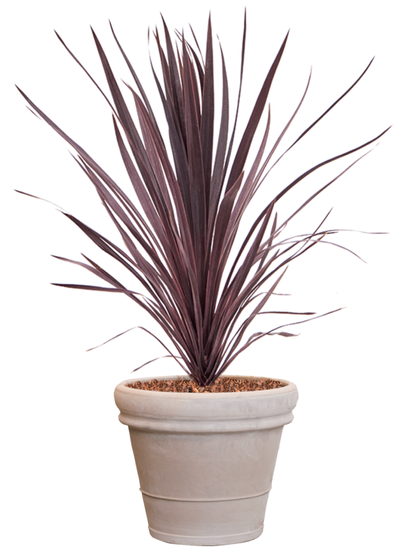 Cordyline australis 'Black Night' in Terra Cotta, 29464 - Foto 73410