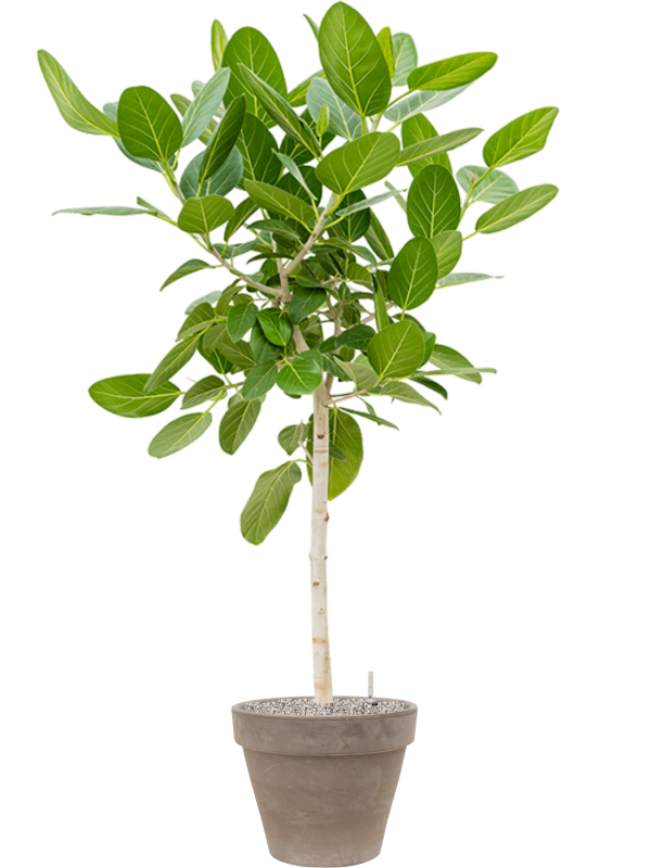 Ficus benghalensis 'Audrey' in Terra Cotta - Foto 73479