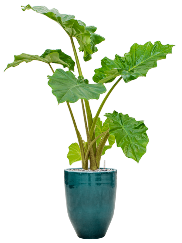 Alocasia 'Portodora' in One and Only - Foto 73548