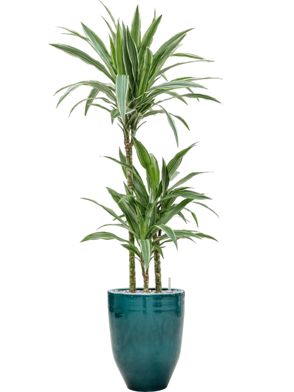 Dracaena deremensis 'Warneckei' in One and Only - Foto 73551