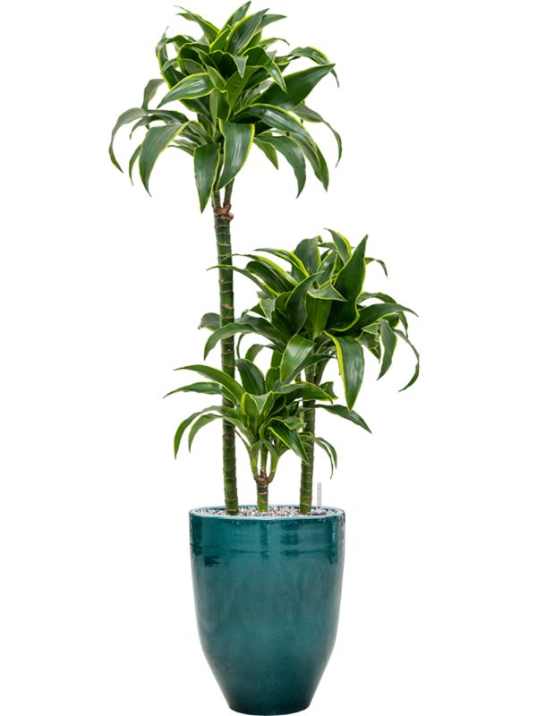 Dracaena fragrans 'Dorado' in One and Only - Foto 73558