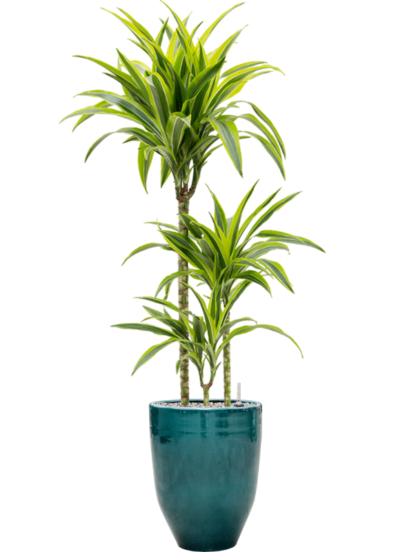 Dracaena fragrans 'Lemon Lime' in One and Only - Foto 73562