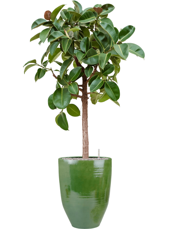 Ficus elastica 'Robusta' in One and Only - Foto 73566