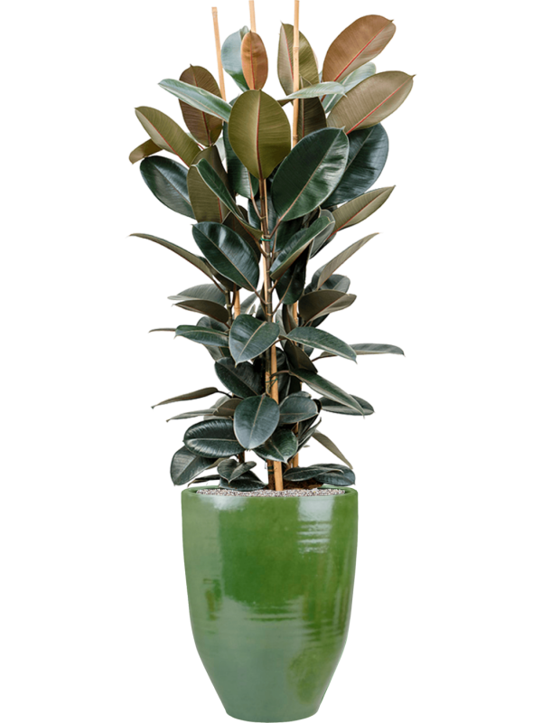 Ficus elastica 'Abidjan' in One and Only, 29516 - Foto 73569