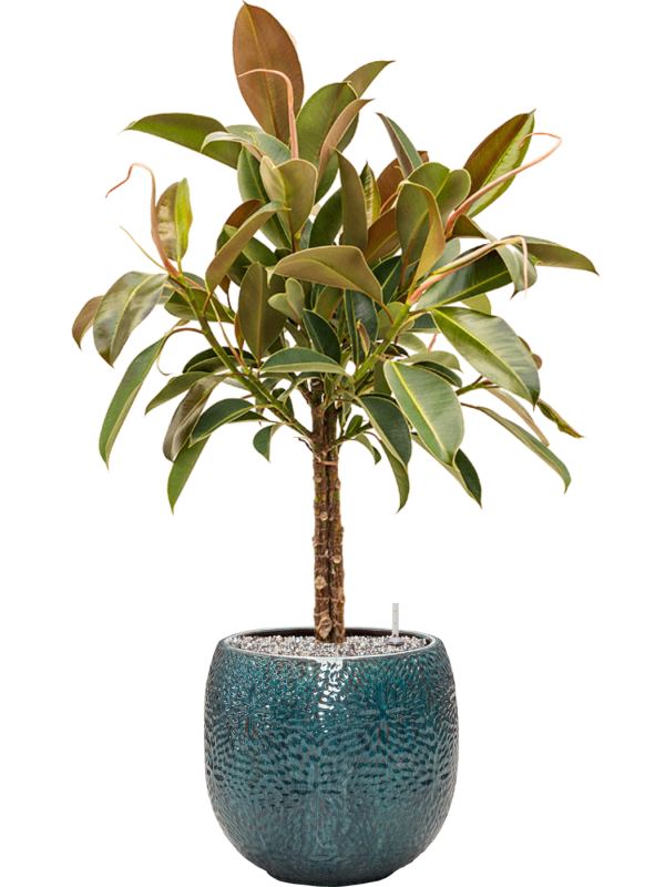 Ficus elastica 'Melany' in Marly - Foto 73580