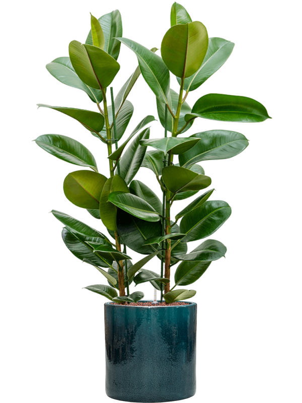 Ficus elastica 'Robusta' in Cylinder - Foto 73602