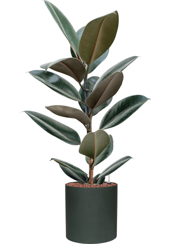 Ficus elastica 'Abidjan' in Refined, 29533 - Foto 73622