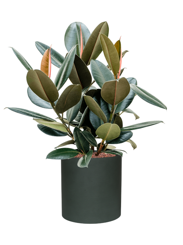 Ficus elastica 'Abidjan' in Refined, 29534 - Foto 73626