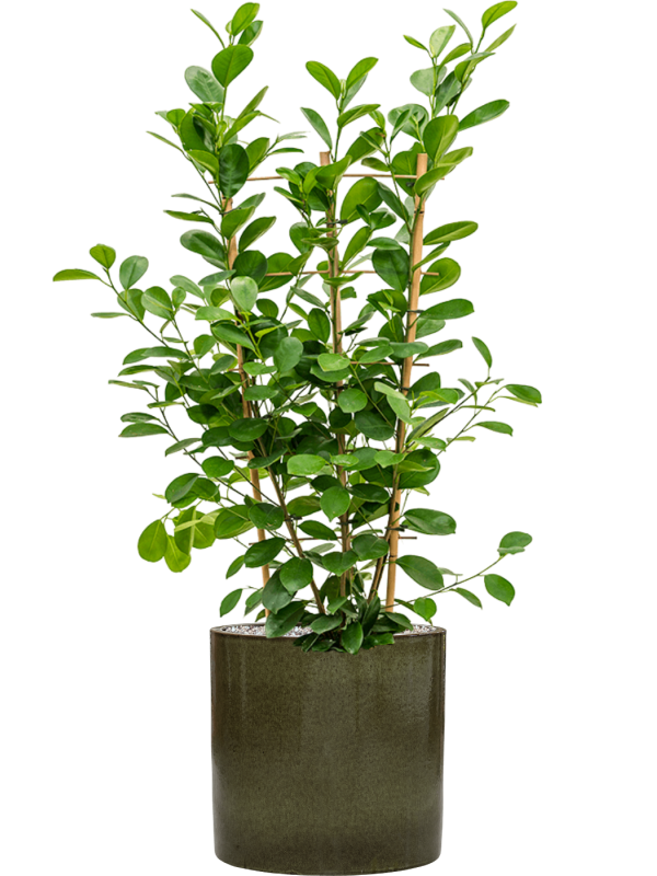 Ficus microcarpa 'Moclame' in Cylinder - Foto 73639