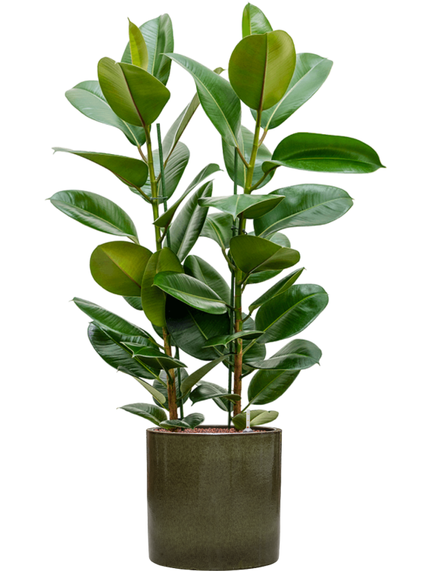 Ficus elastica 'Robusta' in Cylinder - Foto 73643