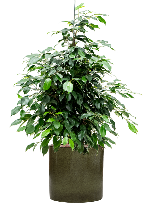 Ficus benjamina 'Danielle' in Cylinder - Foto 73650