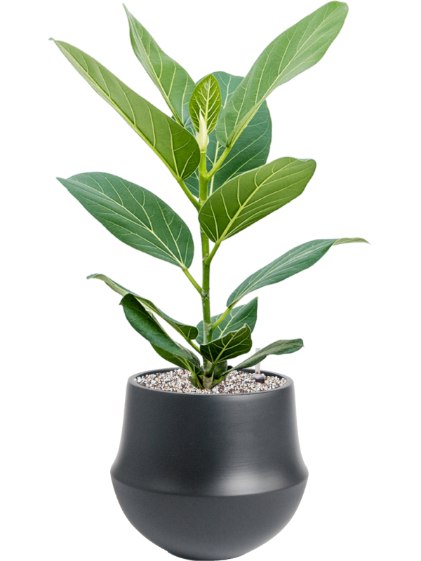 Ficus benghalensis 'Audrey' in Fusion - Foto 73695