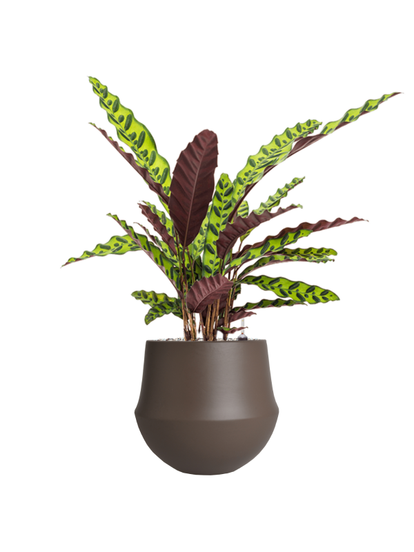 Calathea insignis in Fusion, 29570 - Foto 73735