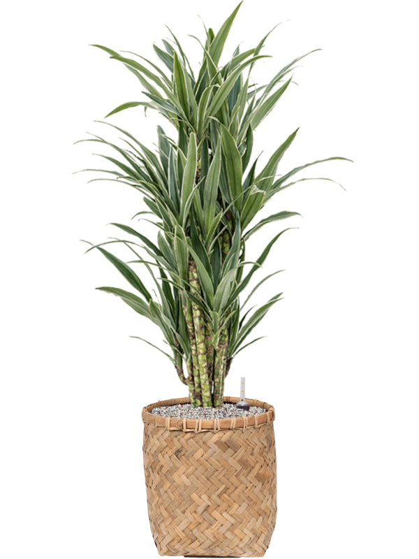 Dracaena deremensis 'Warneckei' in Bohemian - Foto 73780