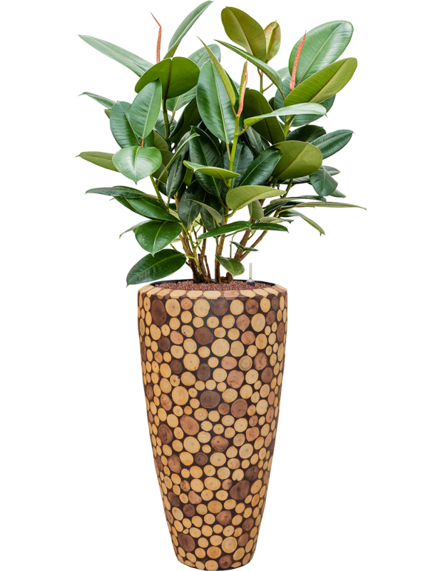 Ficus elastica 'Robusta' in Baq Facets Ageless - Foto 73784