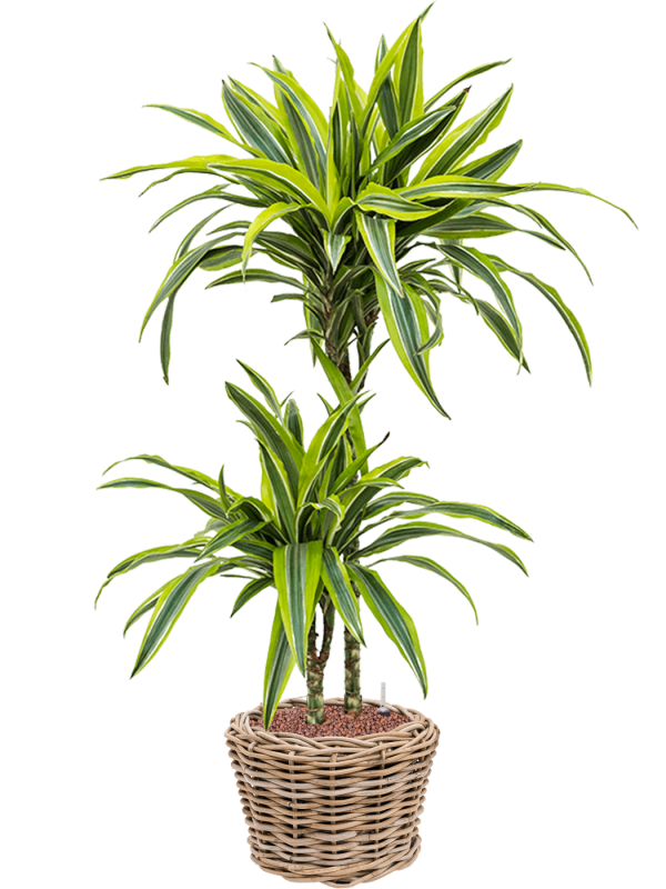 Dracaena fragrans 'Lemon Lime' in Drypot Rattan - Foto 73830