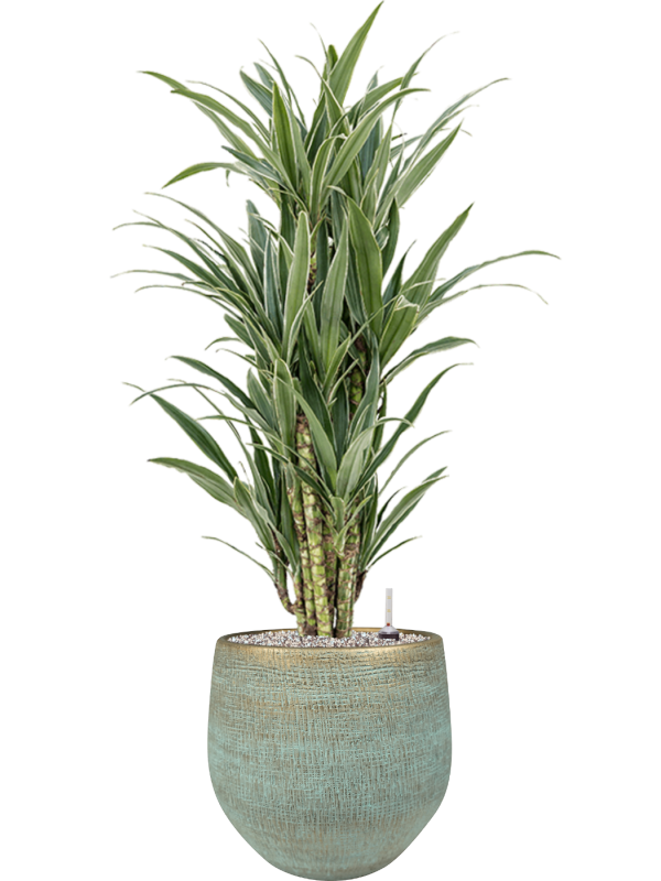 Dracaena deremensis 'Warneckei' in Ryan - Foto 73837