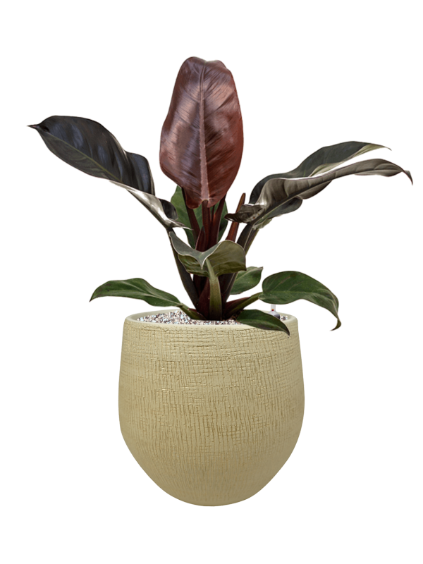Philodendron `Imperial Red' in Ryan - Foto 73863