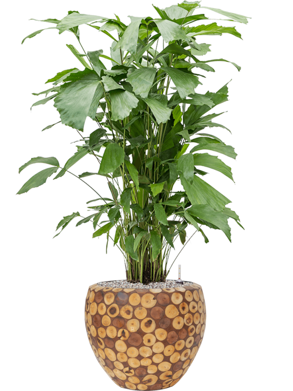 Caryota mitis in Baq Facets Ageless, 29620 - Foto 73874