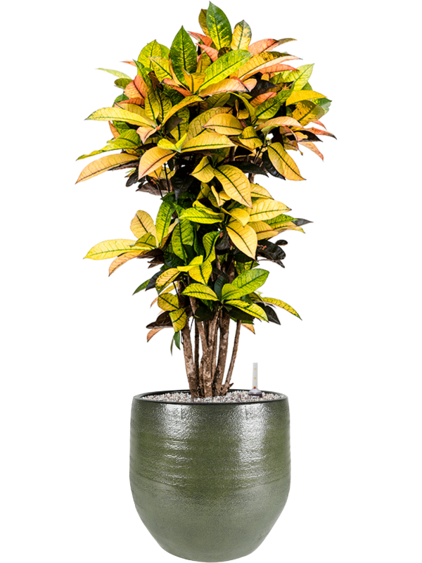 Croton (Codiaeum) variegatum 'Mrs. Iceton' in Zembla - Foto 73877