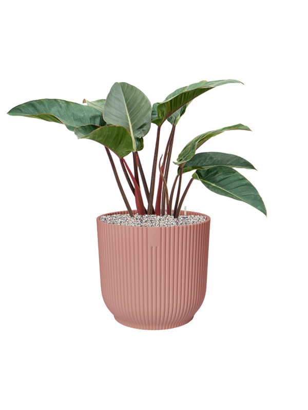 Philodendron 'Red Beauty' in Vibes Fold - Foto 74144