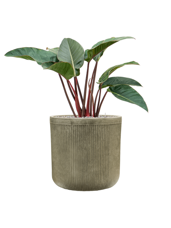 Philodendron 'Red Beauty' in Baq Vertical Rib - Foto 74147