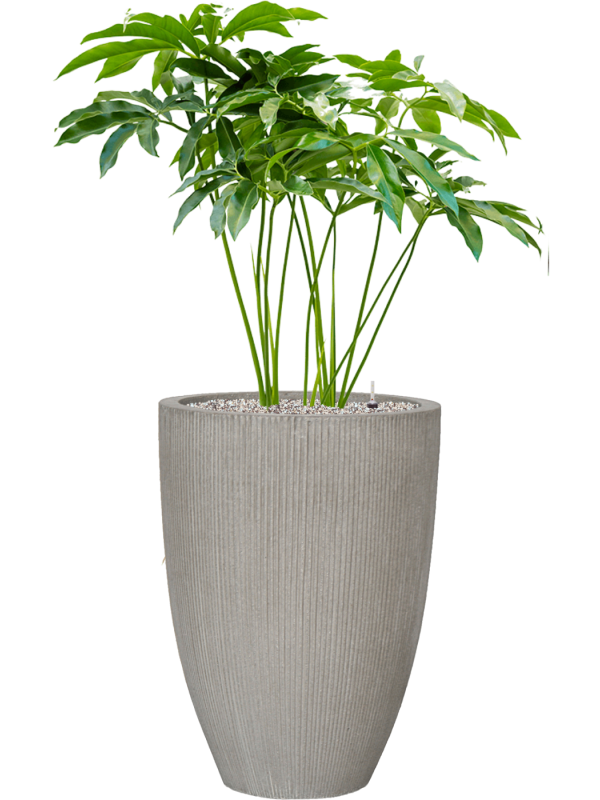 Philodendron 'Fun bun' in Ridged Vertically - Foto 74153